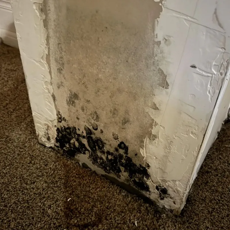 Professional Mold Removal in Girard, OH